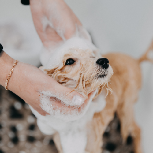 Falka Kutyakozmetika