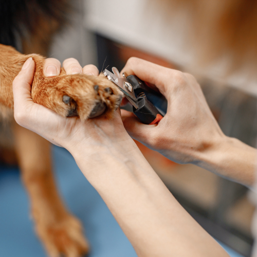 Falka Kutyakozmetika