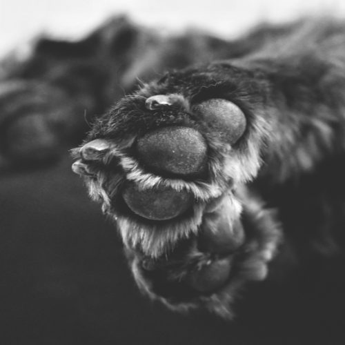 Falka Kutyakozmetika