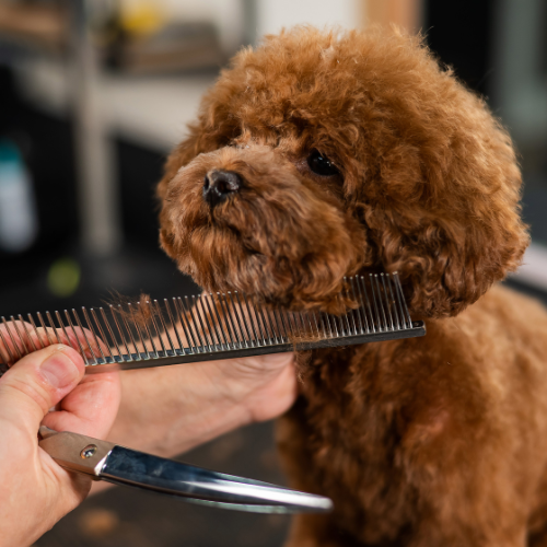 Falka Kutyakozmetika